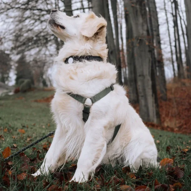 Lippa hundhalsband fr AirTag och Smart Finder, 3642 cm, Medium, svart